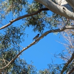 Coracina novaehollandiae at Evatt, ACT - 26 May 2024