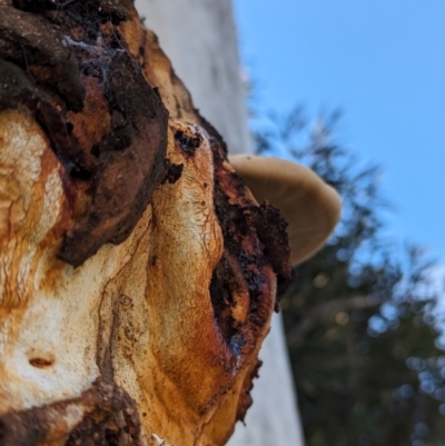 Unidentified Pored or somewhat maze-like on underside [bracket polypores] at Evatt, ACT - 26 May 2024 by rbannister