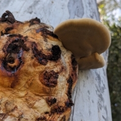 Phellinus sp. (non-resupinate) at Evatt, ACT - 26 May 2024