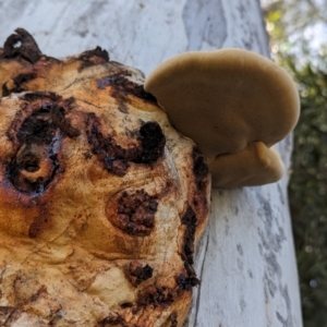 Phellinus sp. (non-resupinate) at Evatt, ACT - 26 May 2024 10:54 AM