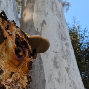 Phellinus sp. (non-resupinate) at Evatt, ACT - 26 May 2024