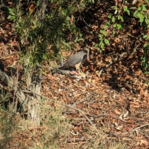 Ocyphaps lophotes at Evatt, ACT - 27 May 2024