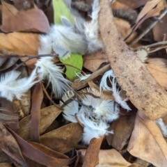 Ocyphaps lophotes at Evatt, ACT - 27 May 2024