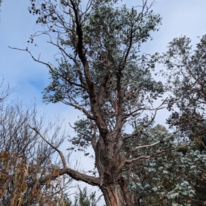 Amyema pendula subsp. pendula at Evatt, ACT - 26 May 2024 10:40 AM