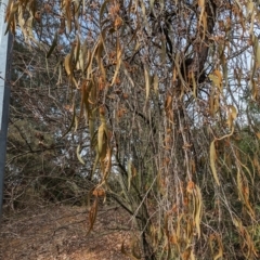 Amyema pendula subsp. pendula at Evatt, ACT - 26 May 2024