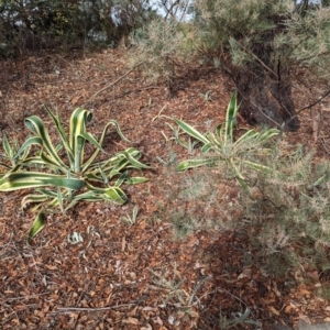 Agave americana at Evatt, ACT - 26 May 2024