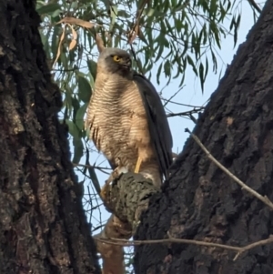 Accipiter fasciatus at Evatt, ACT - 26 May 2024