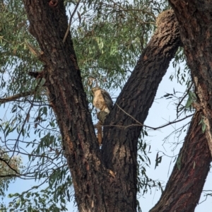 Accipiter fasciatus at Evatt, ACT - 26 May 2024