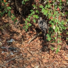 Accipiter fasciatus at Evatt, ACT - 26 May 2024