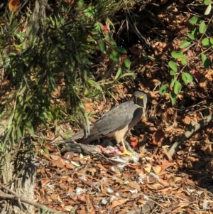 Accipiter fasciatus at Evatt, ACT - 26 May 2024