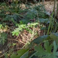 Geranium solanderi var. solanderi at Bullen Range - 23 May 2024