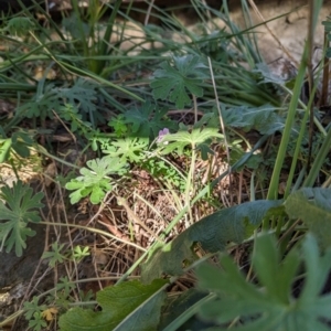 Geranium solanderi var. solanderi at Bullen Range - 23 May 2024