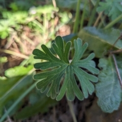 Geranium solanderi var. solanderi at Bullen Range - 23 May 2024