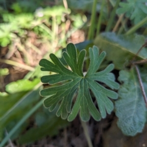 Geranium solanderi var. solanderi at Bullen Range - 23 May 2024 08:46 AM