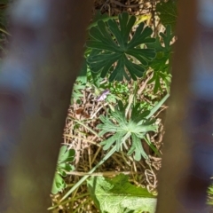 Geranium solanderi var. solanderi at Bullen Range - 23 May 2024 08:46 AM