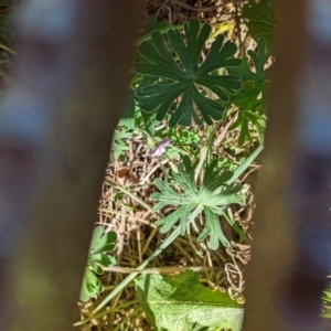 Geranium solanderi var. solanderi at Bullen Range - 23 May 2024 08:46 AM