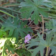 Geranium solanderi var. solanderi at Bullen Range - 23 May 2024