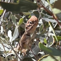 Unidentified Reptile and Frog at Yulara, NT - 26 May 2024 by stellabellaxx