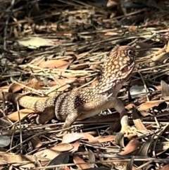 Ctenophorus nuchalis at Yulara, NT - 26 May 2024