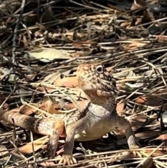 Ctenophorus nuchalis at Yulara, NT - 26 May 2024