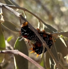 Comocrus behri (Mistletoe Day Moth) at Yulara, NT - 26 May 2024 by stellabellaxx