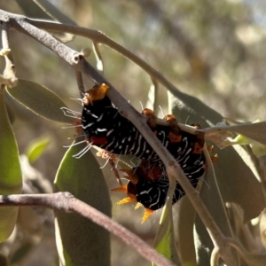 Comocrus behri at Yulara, NT - 26 May 2024 12:26 PM