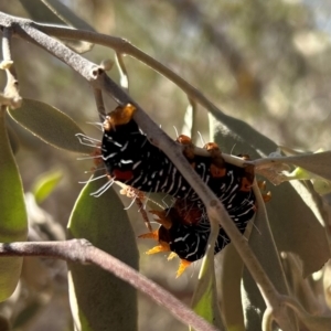 Comocrus behri at Yulara, NT - 26 May 2024