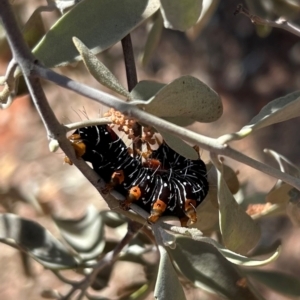 Comocrus behri at Yulara, NT - 26 May 2024 12:26 PM