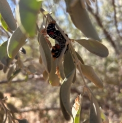 Comocrus behri at Yulara, NT - 26 May 2024 12:26 PM