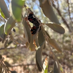 Comocrus behri at Yulara, NT - 26 May 2024