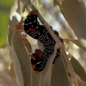 Comocrus behri at Yulara, NT - 26 May 2024