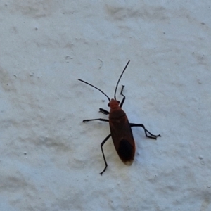 Lygaeidae (family) at Goulburn, NSW - 26 May 2024 01:15 PM