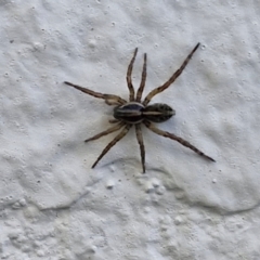 Dolomedes (genus) (Fishing spider) at Goulburn, NSW - 26 May 2024 by trevorpreston