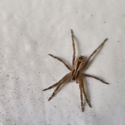 Argoctenus sp. (genus) (Wandering ghost spider) at Goulburn, NSW - 26 May 2024 by trevorpreston