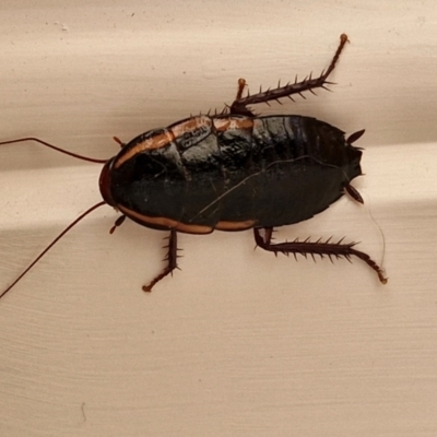 Drymaplaneta communis (Eastern Wood Runner, Common Shining Cockroach) at Goulburn, NSW - 26 May 2024 by trevorpreston