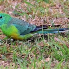 Psephotus haematonotus (Red-rumped Parrot) at Wodonga, VIC - 24 May 2024 by KylieWaldon