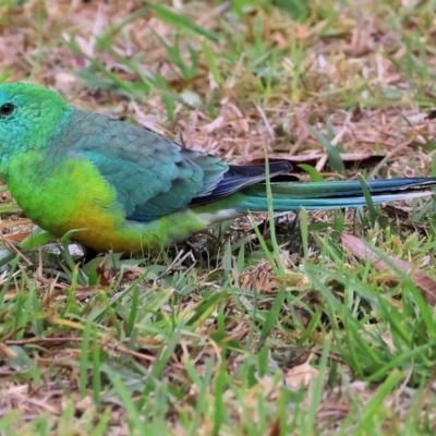 Psephotus haematonotus (Red-rumped Parrot) at Wodonga - 24 May 2024 by KylieWaldon