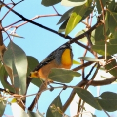 Pardalotus punctatus (Spotted Pardalote) at Aranda, ACT - 26 May 2024 by KMcCue