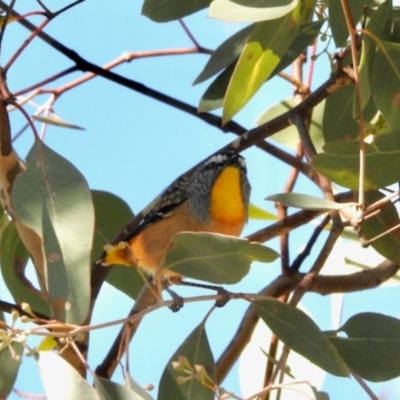 Pardalotus punctatus (Spotted Pardalote) at GG182 - 26 May 2024 by KMcCue