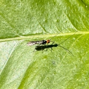 Braconidae (family) at GG182 - 26 May 2024