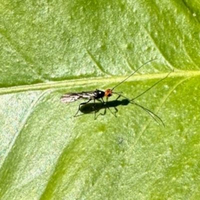 Unidentified True fly (Diptera) at suppressed - 26 May 2024 by KMcCue