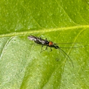 Braconidae (family) at GG182 - 26 May 2024