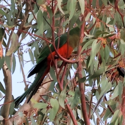 Alisterus scapularis (Australian King-Parrot) at Wodonga, VIC - 25 May 2024 by KylieWaldon
