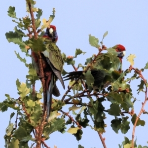 Platycercus elegans at Willow Park - 25 May 2024