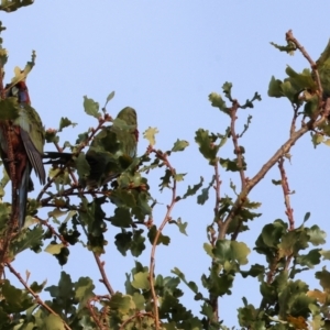 Platycercus elegans at Willow Park - 25 May 2024