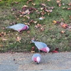 Eolophus roseicapilla (Galah) at Isaacs, ACT - 26 May 2024 by Mike