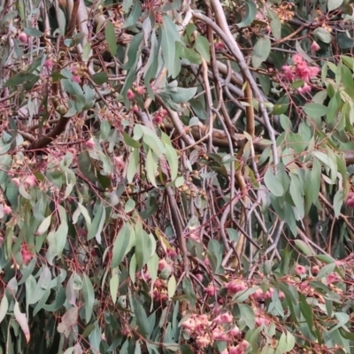 Eucalyptus sideroxylon (Mugga Ironbark) at Wodonga - 24 May 2024 by KylieWaldon