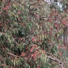 Eucalyptus sideroxylon at Willow Park - 25 May 2024 09:55 AM