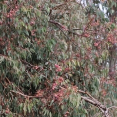 Eucalyptus sideroxylon at Willow Park - 25 May 2024