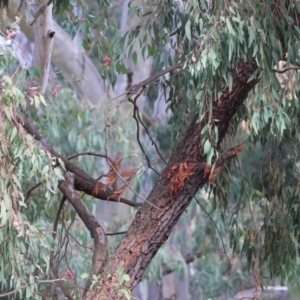 Eucalyptus sideroxylon at Willow Park - 25 May 2024 09:55 AM